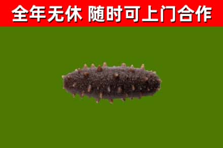 儋州烟酒回收干海参.jpg